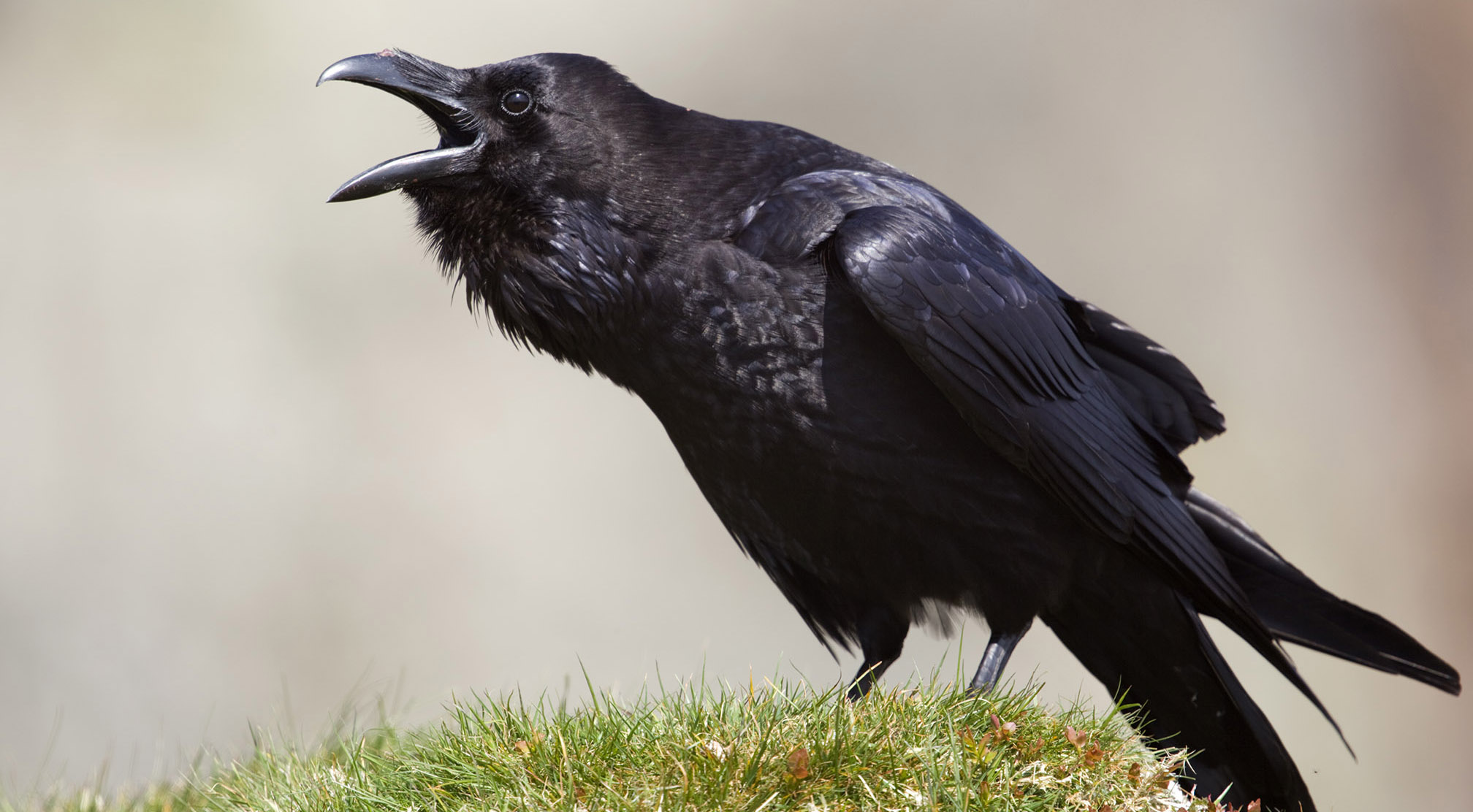 Огромные черные птицы. Ворон каркает. Воробьинообразные ворон. Кричащий ворон. Ворон кричит.