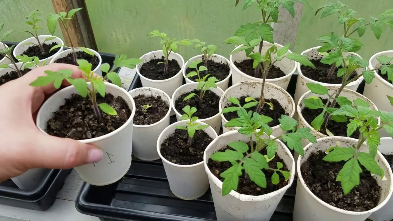 Сколько растет рассада помидор